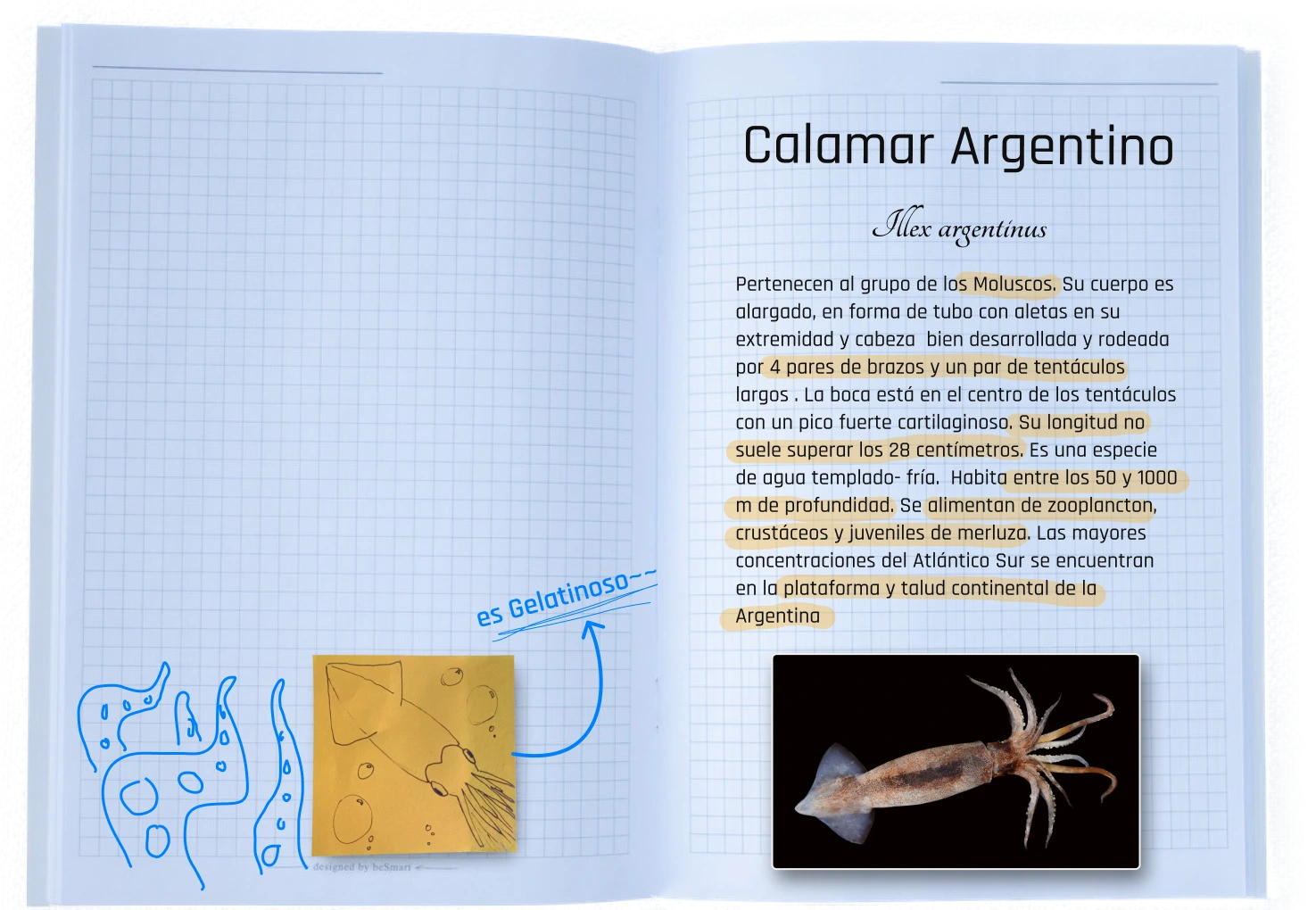 Carpeta Info Calamar